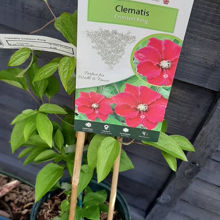 plant image 1462411
