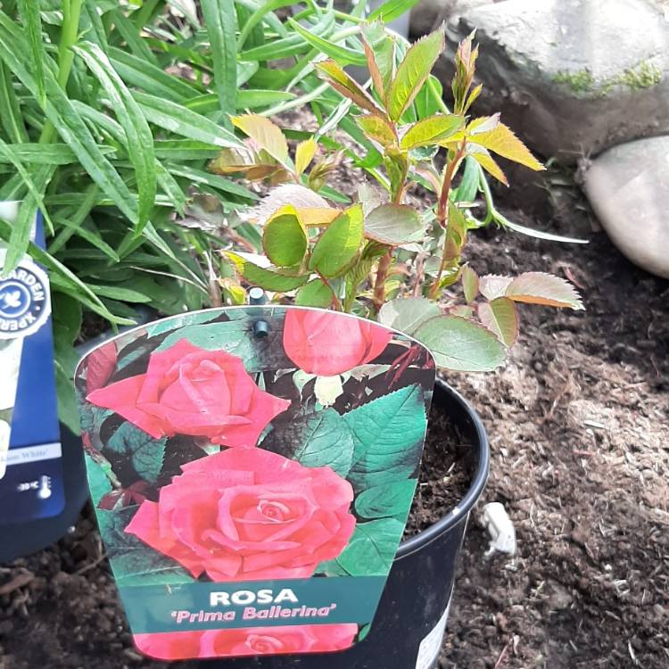 Plant image Rosa 'Prima Ballerina'