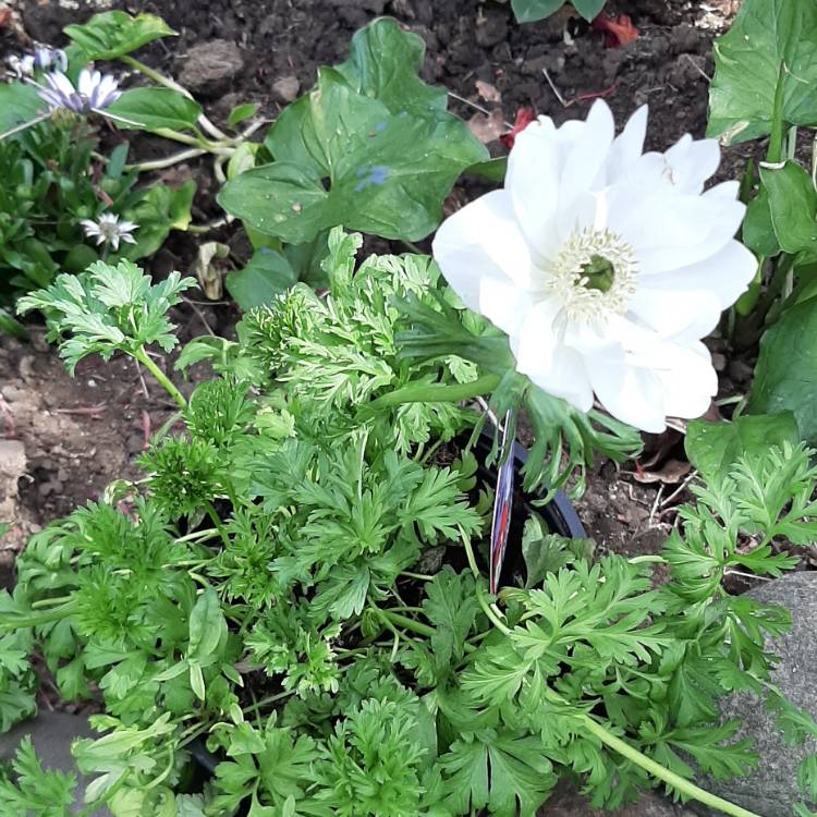 Plant image Anemone coronaria 'Harmony White'