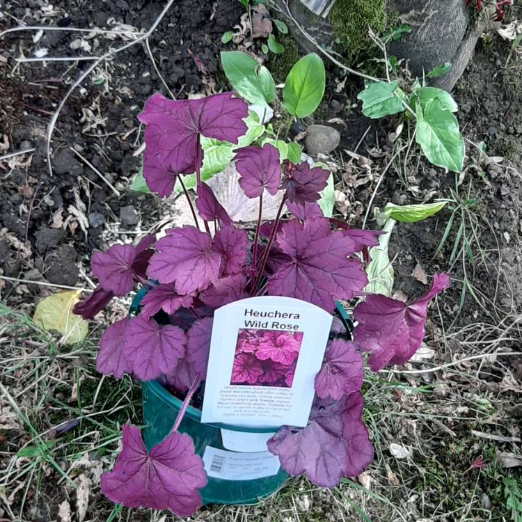 Plant image Heuchera Wild Rose