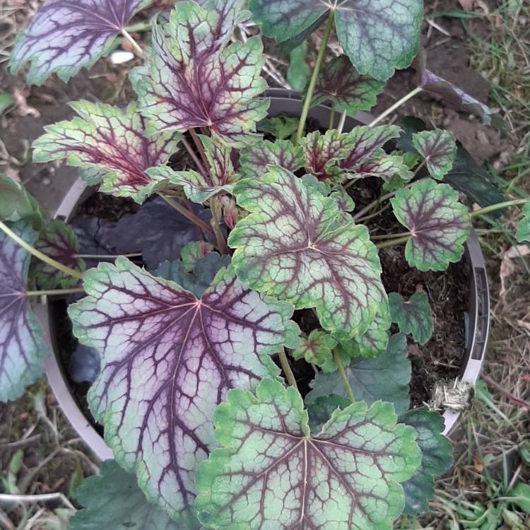 Plant image Heuchera 'Marvelous Marble'