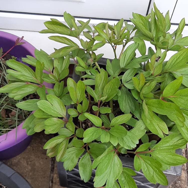 plant image 1462421
