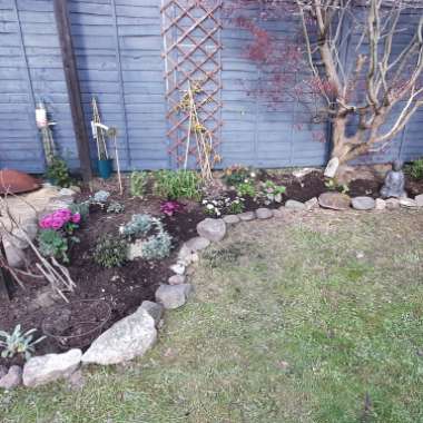 Calie's garden