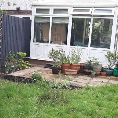 Calie's garden
