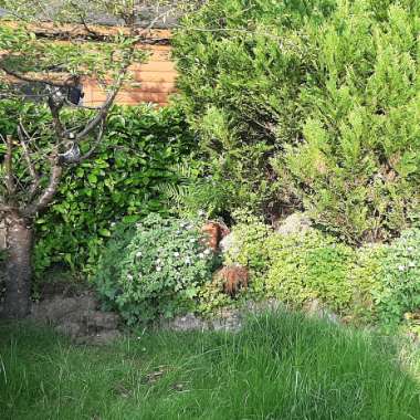 Calie's garden