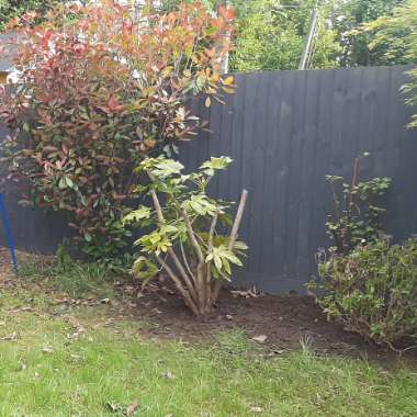 Calie's garden