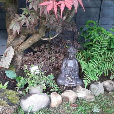 Calie's garden