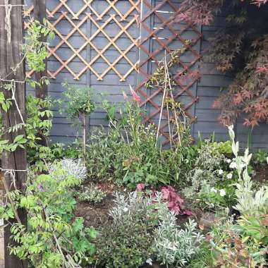 Calie's garden