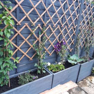 Calie's garden
