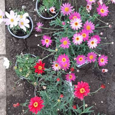 Calie's garden
