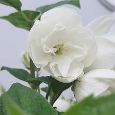 Philadelphus 'Snowbelle'