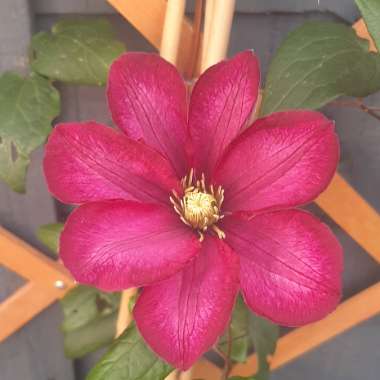 Clematis 'Crimson King'
