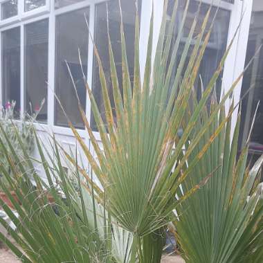 Calie's garden