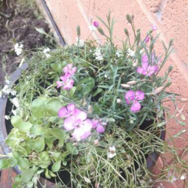 Dianthus plumarius