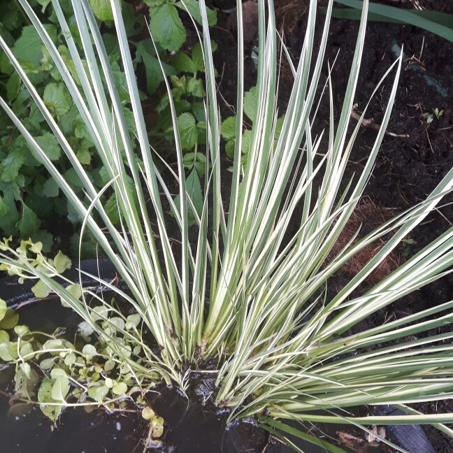 Plant image Acorus