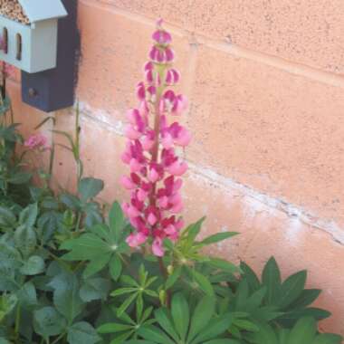 Lupinus 'Gallery red'