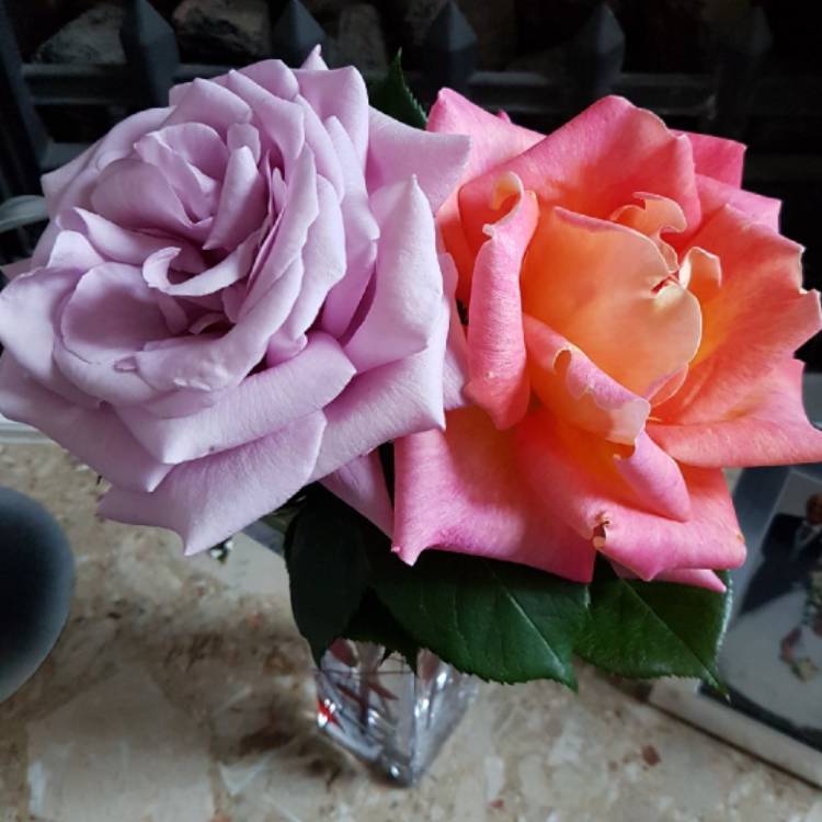 Plant image Rosa 'Tannacht' syn. Rosa 'Blue Moon', Rosa 'Blue Munday', Rosa 'Sissi', Rosa 'Navo-Rose', Rosa 'Mainzer Rad', Rosa 'Mainzer Fastnacht'