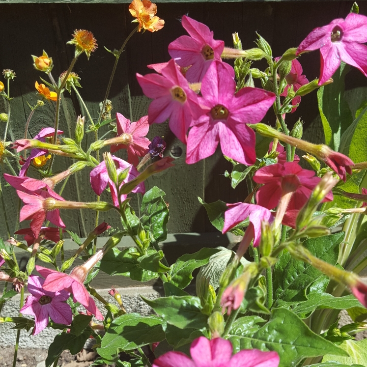 Plant image Nicotiana alata var. Crimson Bedder