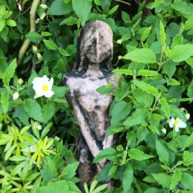 Kenny's garden