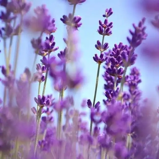 Plant image Lavandula angustifolia