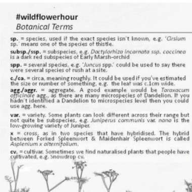 Kenny's garden