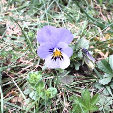 Violet