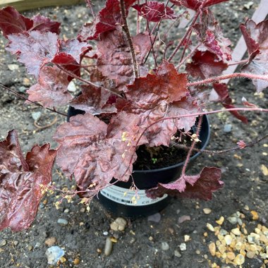 Kathryn's garden