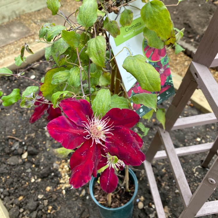 plant image 1361944