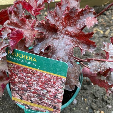 Alumroot 'Chocolate Ruffles'