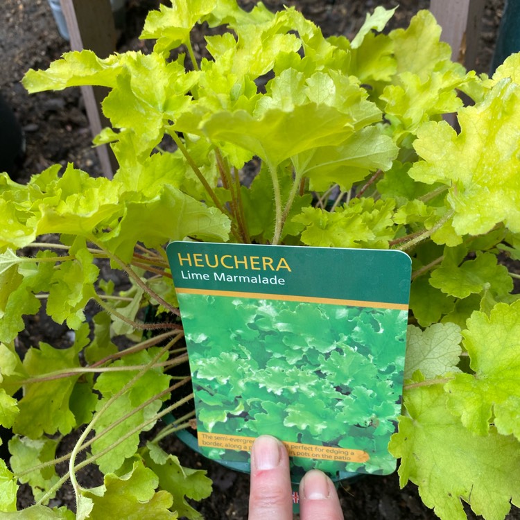 plant image 1362005