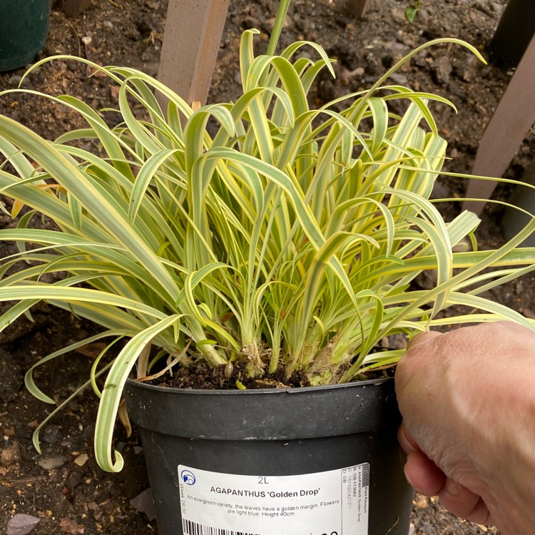 plant image 1362474