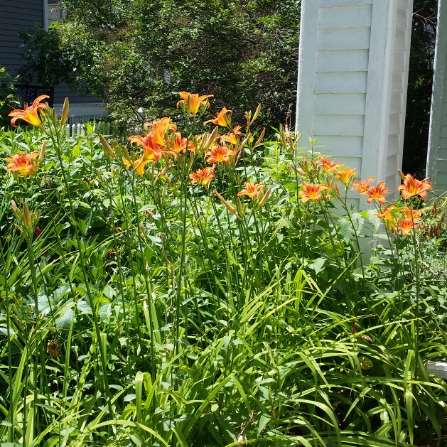 Kami's garden