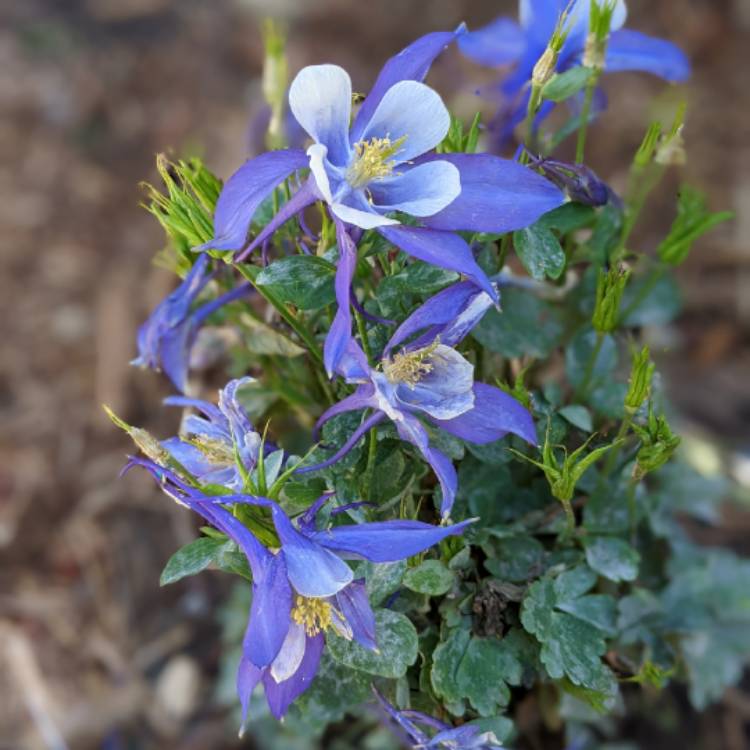 Plant image Aquilegia 'Blue Star'