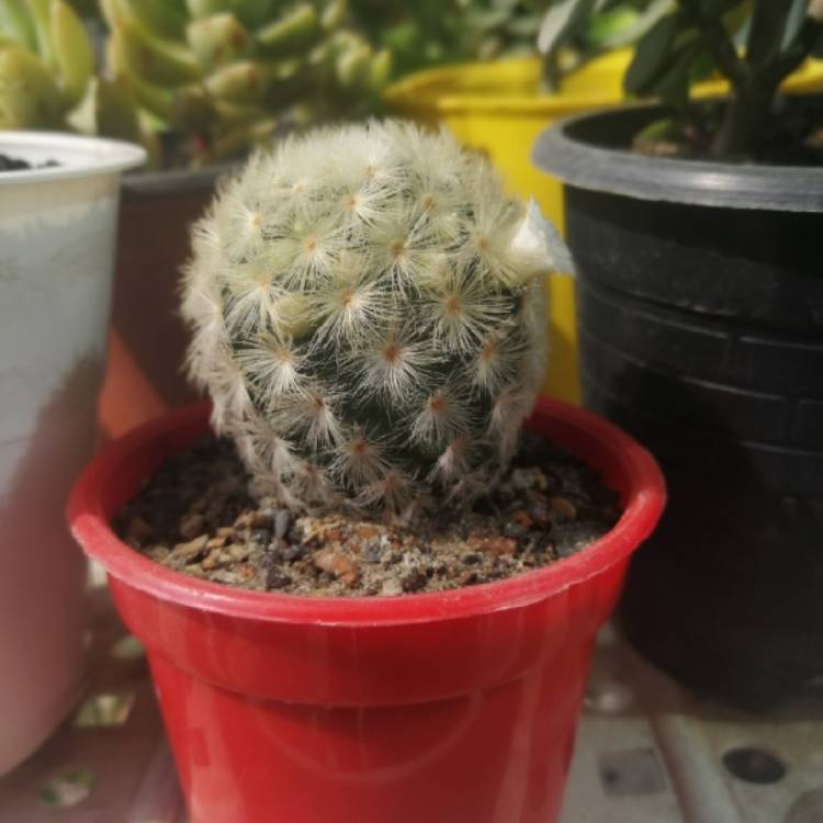 Plant image Mammillaria schiedeana