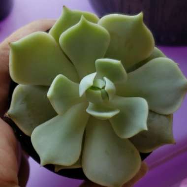 Echeveria 'Lola'