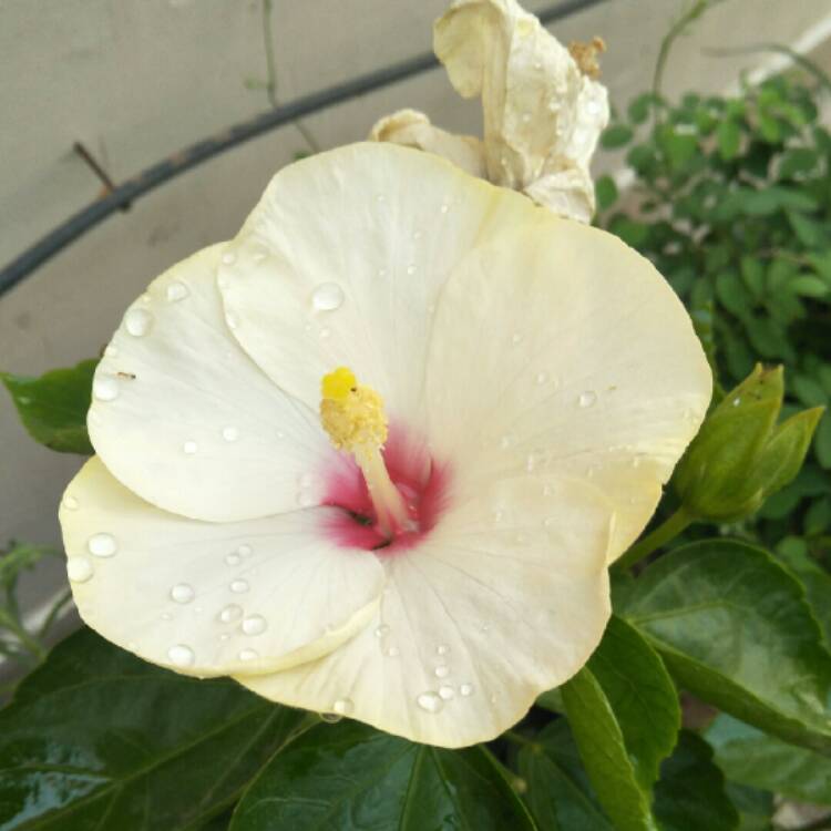 plant image 1014825 plant image 1014825