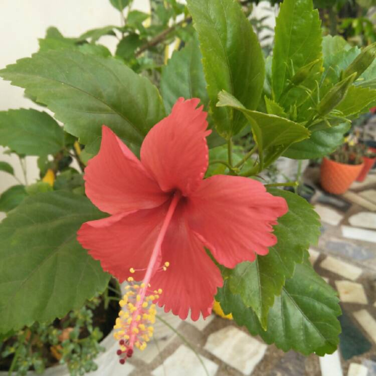 plant image 1014947 plant image 1014947