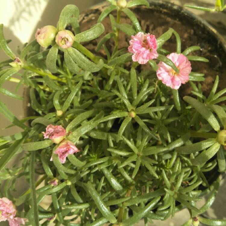 plant image 1015999 plant image 1015999