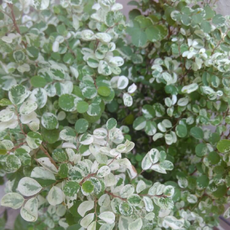 plant image 1018395 plant image 1018395