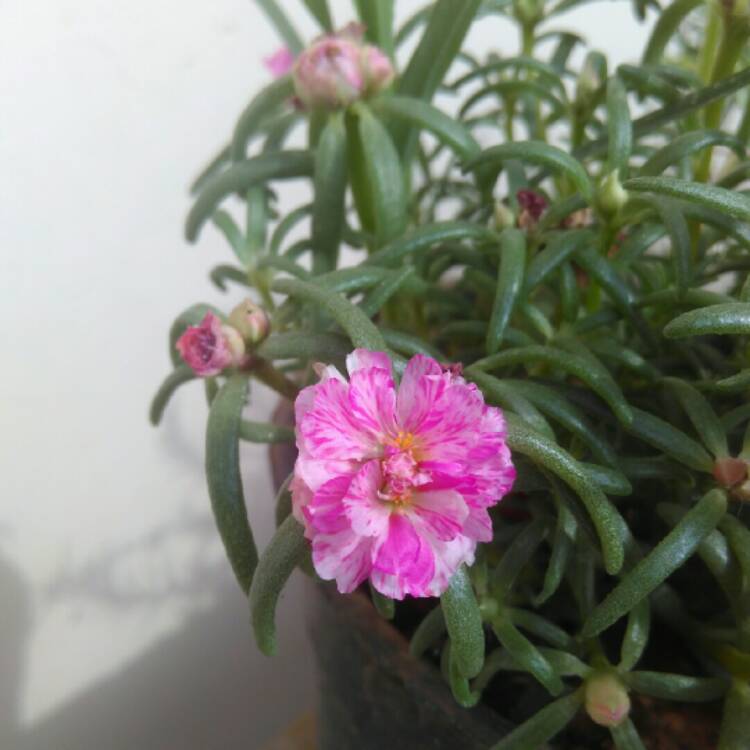 plant image 1018754 plant image 1018754