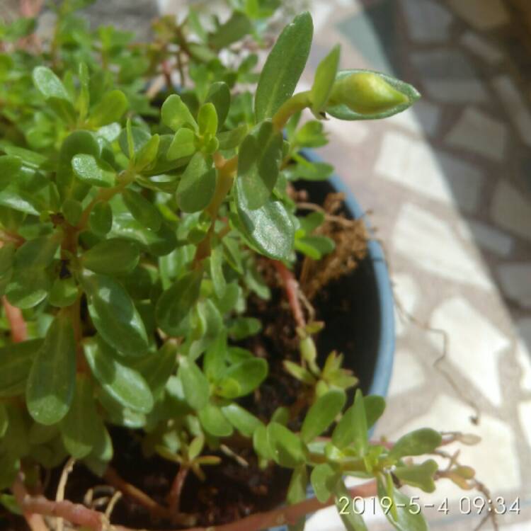 plant image 1019589 plant image 1019589