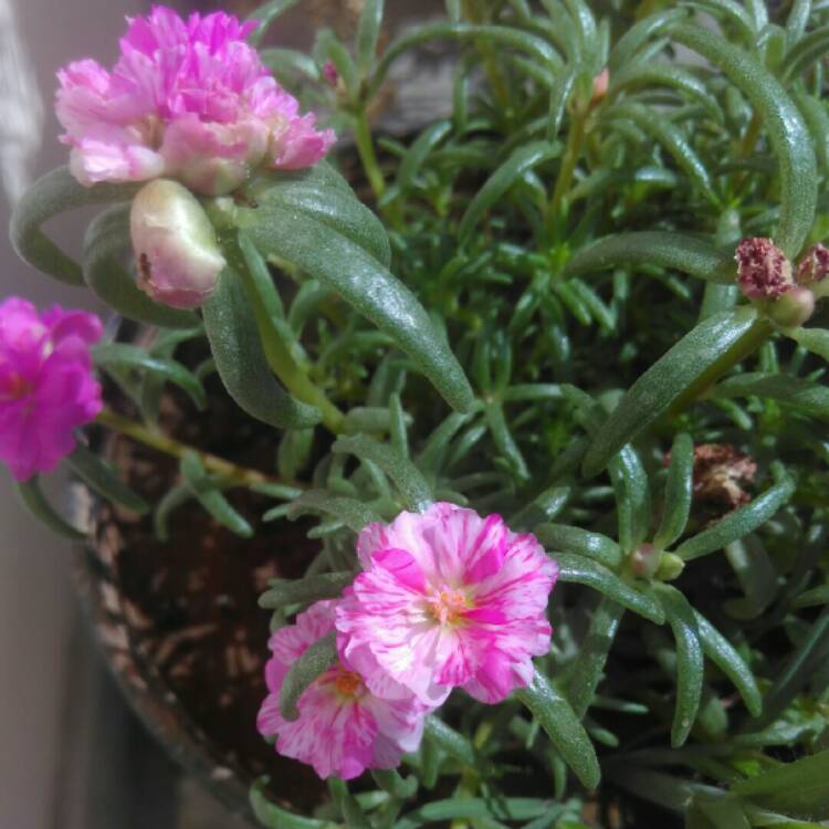 plant image 1019593 plant image 1019593