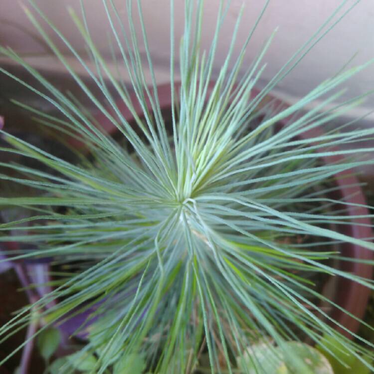 plant image 1023980