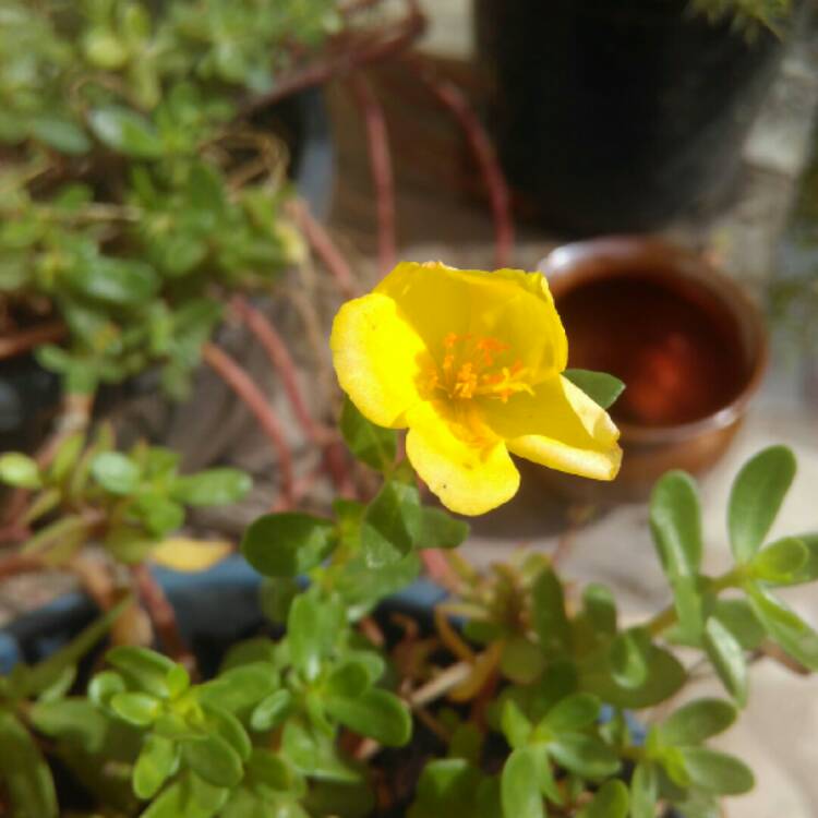 plant image 1023992 plant image 1023992
