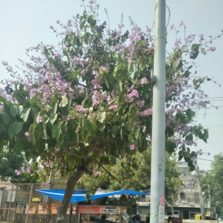 Plant image Lagerstroemia Speciosa