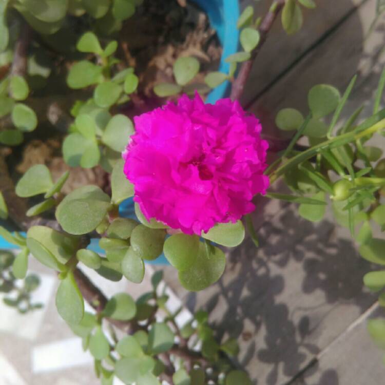 plant image 1029865 plant image 1029865
