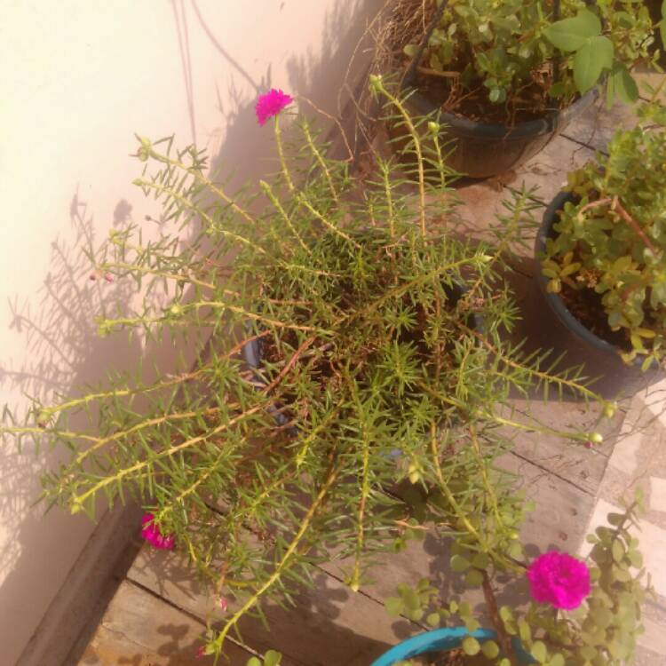 plant image 1029880 plant image 1029880