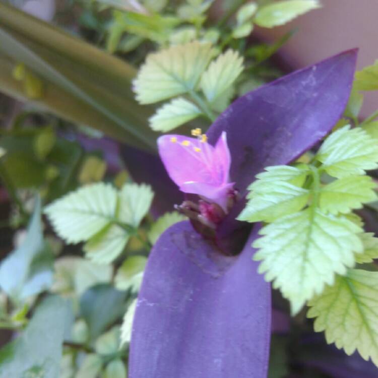 plant image 1054019 plant image 1054019