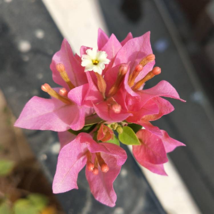 plant image 1067277 plant image 1067277