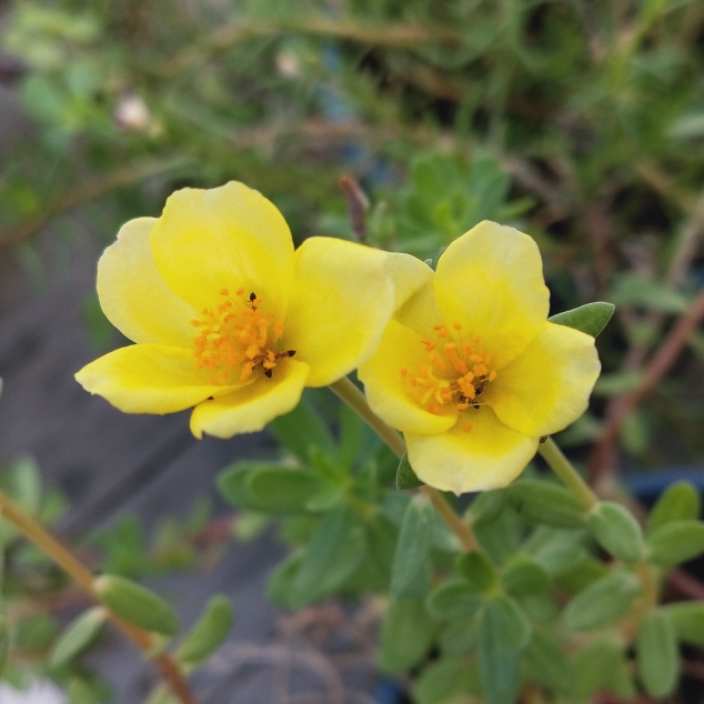 plant image 1077822 plant image 1077822